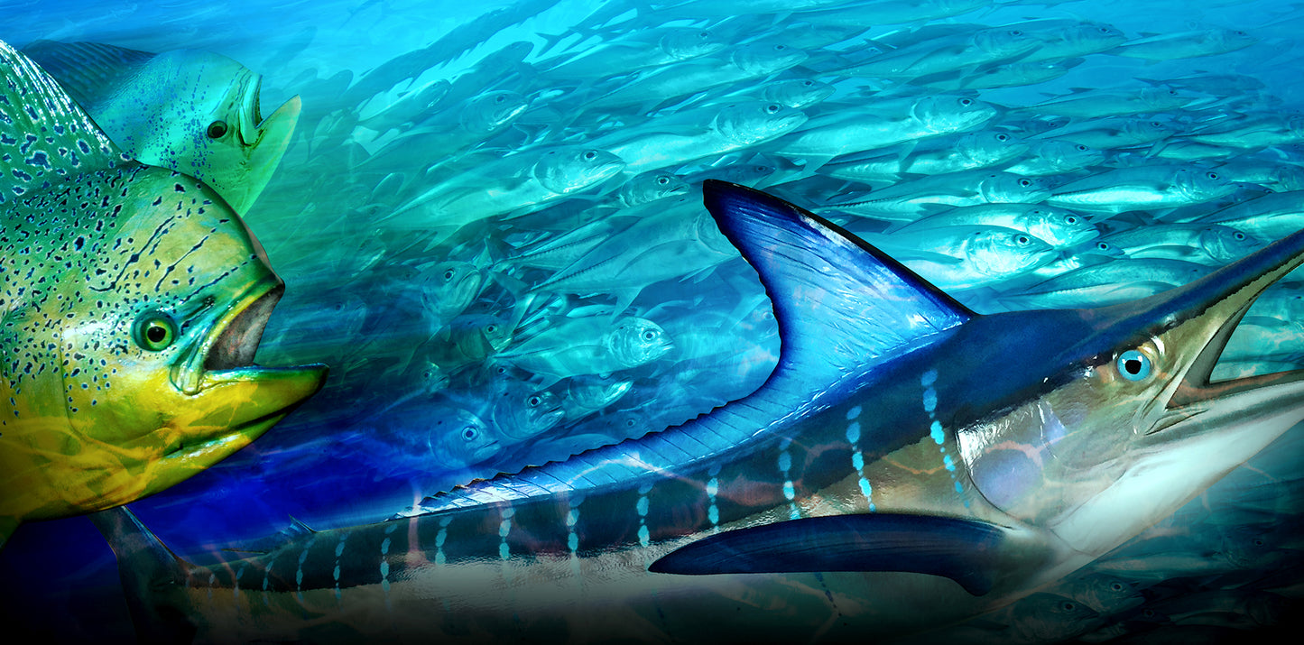 AGUA Series